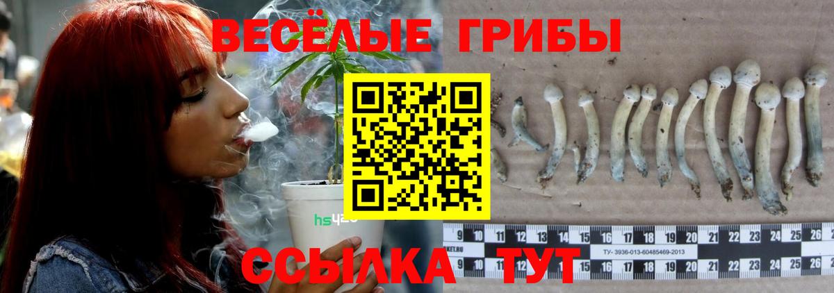 Тимашёвск  Псилоцибиновые грибы мицелий  продажа наркотиков  Вход с VPN  Галлюциногенные грибы мухоморы 